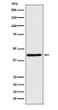 WIF1 antibody western blot HeLa lysates STJA0037271