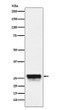 CTRL antibody western blot mouse pancreas STJA0037272