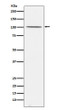 Gemin 3 antibody western blot 293T STJA0037277