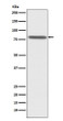 PSAP antibody western blot HepG2 lysates STJA0037280