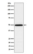 TIP49A antibody western blot K562 lysates STJA0037282