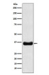 Olig1 antibody western blot MOLT4 STJA0037300