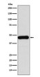 DNAJA1 antibody western blot Jurkat STJA0037312