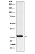 Hippocalcin antibody western blot Neuro2a STJA0037314