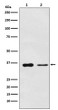 PDLIM1 antibody western blot Saos2 mouse lung STJA0037334