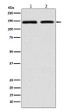 DNA Polymerase gamma antibody western blot MCF-7 RAW2647 STJA0037338