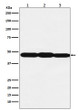 ESE1 antibody western blot A431 NIH/3T3 C6 STJA0037339