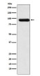 Activin Receptor Type IIA antibody western blot HeLa STJA0037345