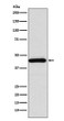 Somatostatin Receptor 5 antibody western blot HeLa STJA0037348