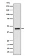EDG3 antibody western blot HepG2 STJA0037363