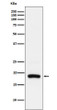ARF5 antibody western blot HeLa lysates STJA0037365