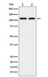 eIF3B antibody western blot A431 293T STJA0037368