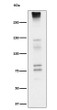 Neurocan antibody western blot fetal brain lysates STJA0037371