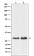 RPL7A antibody western blot HeLa Raw2647 STJA0037377