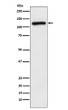 APLP2 antibody western blot HeLa lysates STJA0037385
