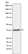 NFYA antibody western blot 293T cells STJA0037392