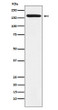 BAT3 antibody western blot A431 lysates STJA0037394