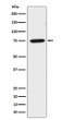 LPP antibody western blot HeLa lysates STJA0037404