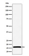 NME2 antibody western blot LnCaP STJA0037438