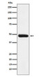 ERCC8 antibody western blot Molt4 lysates STJA0037444