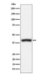 CD1c antibody western blot Jurkat cells STJA0037447