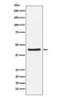 HSD3B1 antibody western blot human placenta STJA0037449