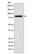 PAG1 antibody western blot Raji lysates STJA0037452