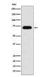 NUP62 antibody western blot Raji lysates STJA0037454