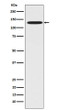 CC2D1A antibody western blot HeLa lysates STJA0037457