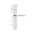 PPAR gamma antibody western blot human fetal lysates STJA0037486