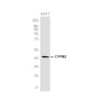 CYP11B2 antibody western blot MCF7 lysates STJA0037490