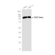 PGC1 beta antibody western blot HeLa MCF-7 STJA0037499