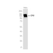 CPS1 antibody western blot HeLa lysates STJA0037510