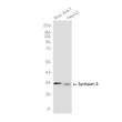 Syntaxin 3 antibody western blot HepG2 Raw 2647 STJA0037515