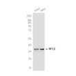 RFC2 antibody western blot K562 HeLa STJA0037527