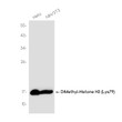 DiMethyl-Histone H3 Lys79 antibody western blot HeLa 3T3 STJA0037529