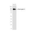 Desmoglein 2 antibody western blot HepG2 STJA0037532