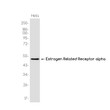 ERR alpha antibody western blot HeLa lysates STJA0037543