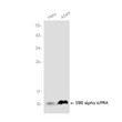 S100 alpha 6/PRA antibody western blot HeLa A549 STJA0037553