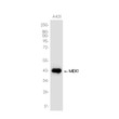 MEK1 antibody western blot A431 cells STJA0037554