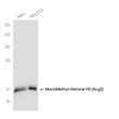 MonoMethyl-Histone H3 Arg2 antibody western blot HeLa 3T3 STJA0037559