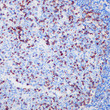 PD1 antibody immunohistochemistry paraffin-embedded tonsil tissue STJA0037579