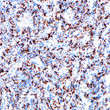 CD68 antibody immunohistochemistry paraffin-embedded spleen STJA0037602