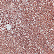 CD45 antibody immunohistochemistry paraffin-embedded tonsil tissue STJA0037630