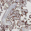 Glycoprotein Hormones alpha Chain antibody immunohistochemistry placenta STJA0037634