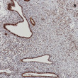 Progesterone Receptor antibody immunohistochemistry endometrium STJA0037635