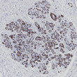MYH11 antibody immunohistochemistry breast tissue STJA0037642