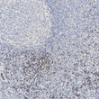 LEF1 antibody immunohistochemistry paraffin-embedded tonsil tissue STJA0037656