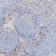 Human lambda Light Chain antibody immunohistochemistry tonsil tissue STJA0037672