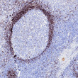 IgD antibody immunohistochemistry paraffin-embedded tonsil tissue human STJA0037673